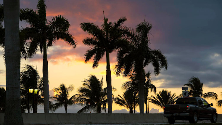 palm trees sunset